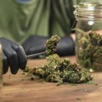 The Uses and Benefits of Slurricane Strain
